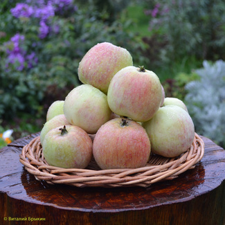 Конфетное яблоко фото урожая