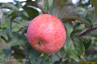 Конфетное яблоко фото