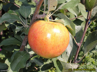 Конфетное яблоко фото плода