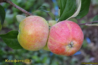 Конфетное яблоко фото на ветке