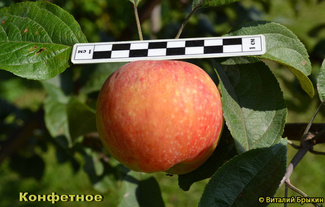 Конфетное яблоко фото размер