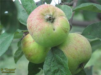 Коробовка яблоки