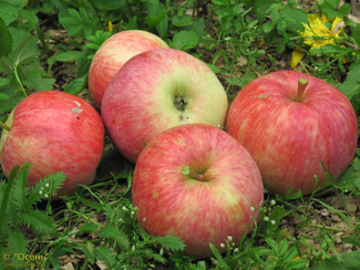 Ломоносовское яблоки