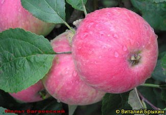 Мальт багаевский яблоня