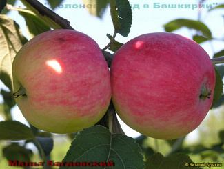 Мальт багаевский яблоки