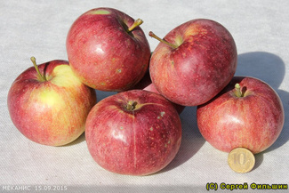 Меканис яблоки