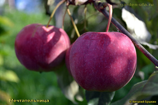Мечтательница