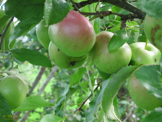 Нававита яблоки