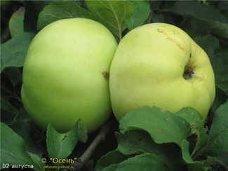 Народное яблоки