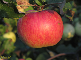 Осенняя радость яблоко