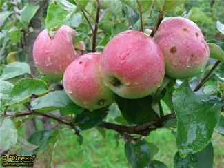 Паттерсон яблоки