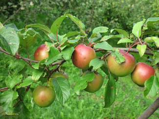 Сакавита яблоки