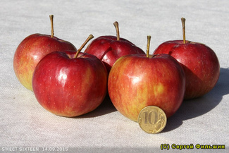 Свит 16 яблоки