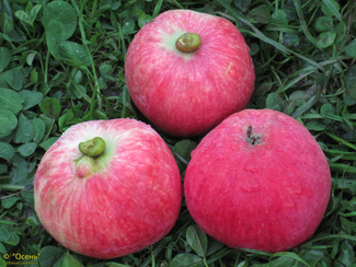Степная красавица яблоки