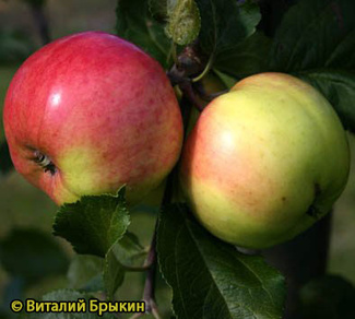 Суйслепское фото яблок