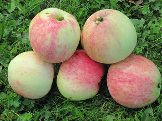 Фармел яблоки