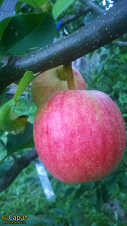 Фуджи яблоко фото