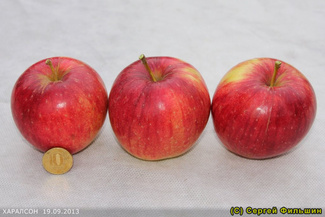 Харалсон яблоки