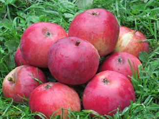 Юбилейное биофака яблоки