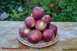 коваленковское яблоки урожай