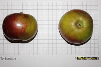 Белорусское сладкое фото яблока