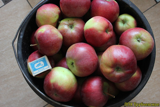 Белорусское сладкое фото яблок