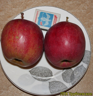 Богемия фото яблоки