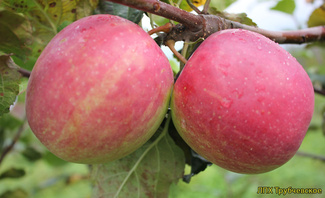 Богемия фото яблок
