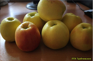 Брянское Золотистое яблоки фото