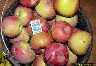 Брянское яблоки фото