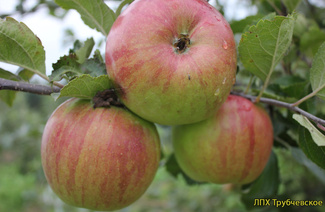 Джонагоред яблоки