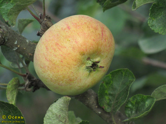 Коробовка фото яблока