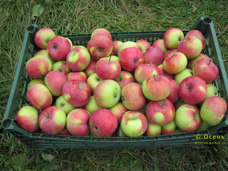 Меэлис яблоки фото