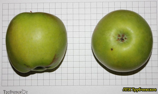 мутсу яблоко фото 2