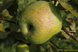 Память Липунову фото яблока