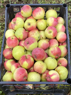Пепин литовский фото яблок