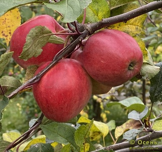 Пепин шафранный фото яблок