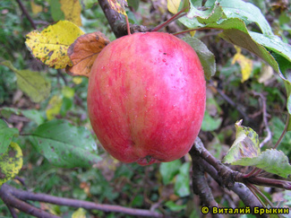 Сеянец титовки яблоко