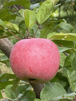 Теремок фото яблока