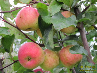 Уральский сувенир фото яблок