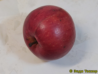 Харалсон яблоко