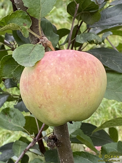 Черногуз фото яблока