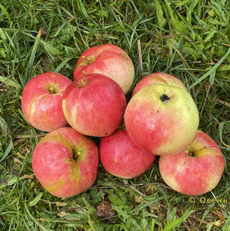 Шафранное фото яблок