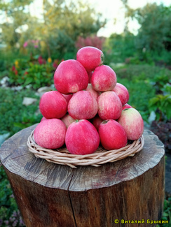 летнее полосатое яблоки