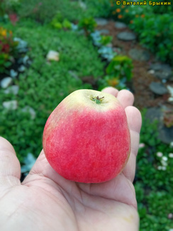 норленд яблоко