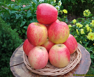 сеянец титовки фото яблок