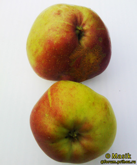 алва фото яблок
