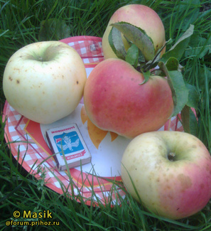Антоновка десертная яблоки