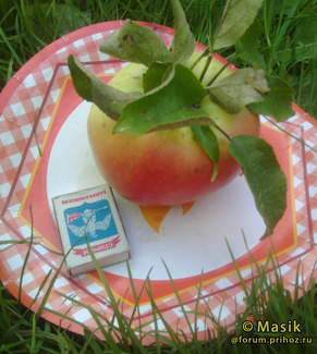 Антоновка десертная яблоко