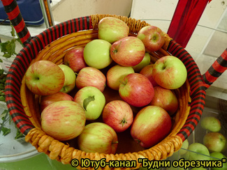 аркадик яблоки
